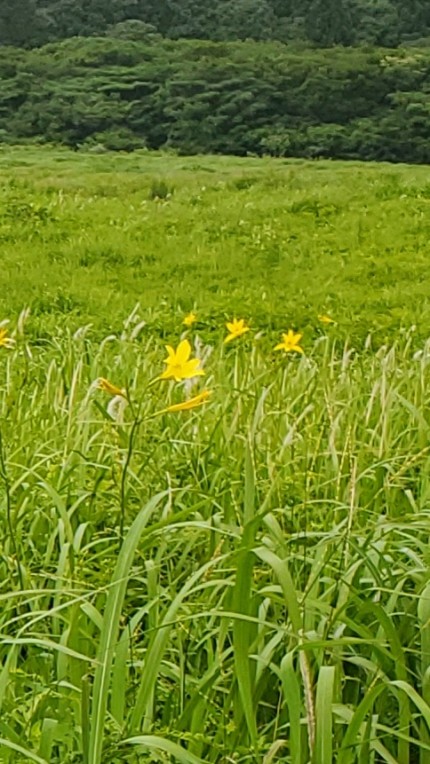 ユウスゲの花