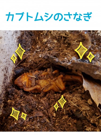 ｶﾌﾞﾄﾑｼ