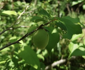 IMG_3425