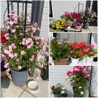 薔薇2 fa7f71299f883317f6009e48f871ad35